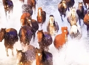 三亿体育体育亚洲官网-包含雄鹿完成绝地逆转，惊险胜出的词条